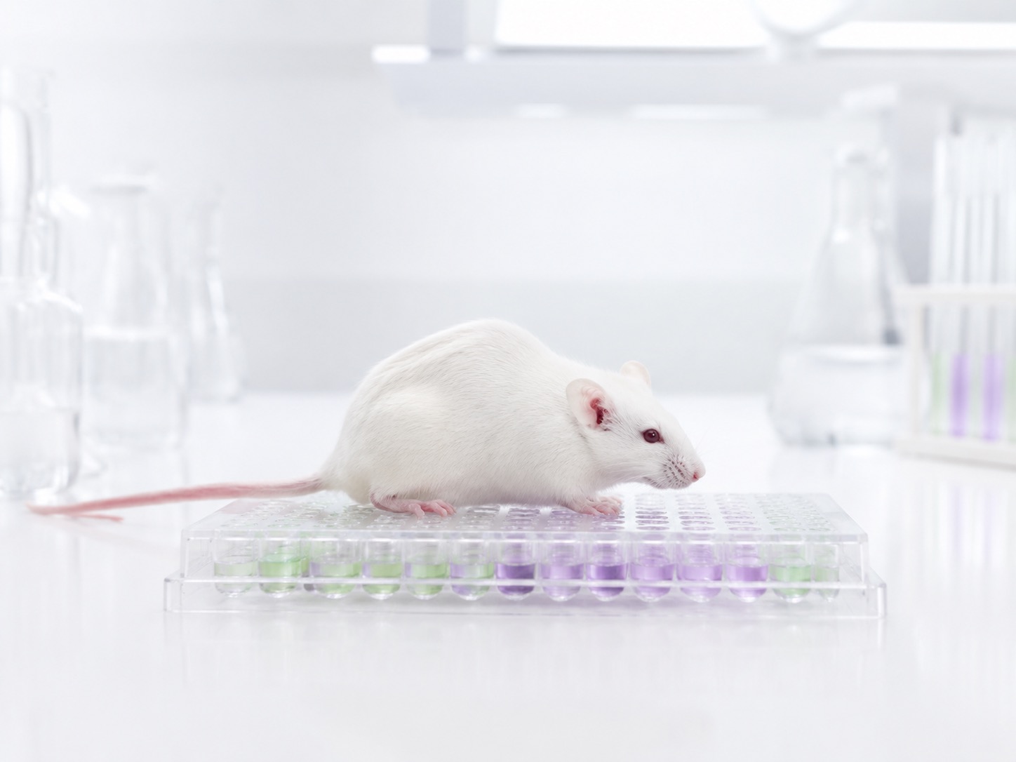 Animal Assays
